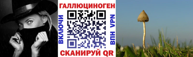 Купить где  Агрыз  Псилоцибиновые грибы прущие грибы 